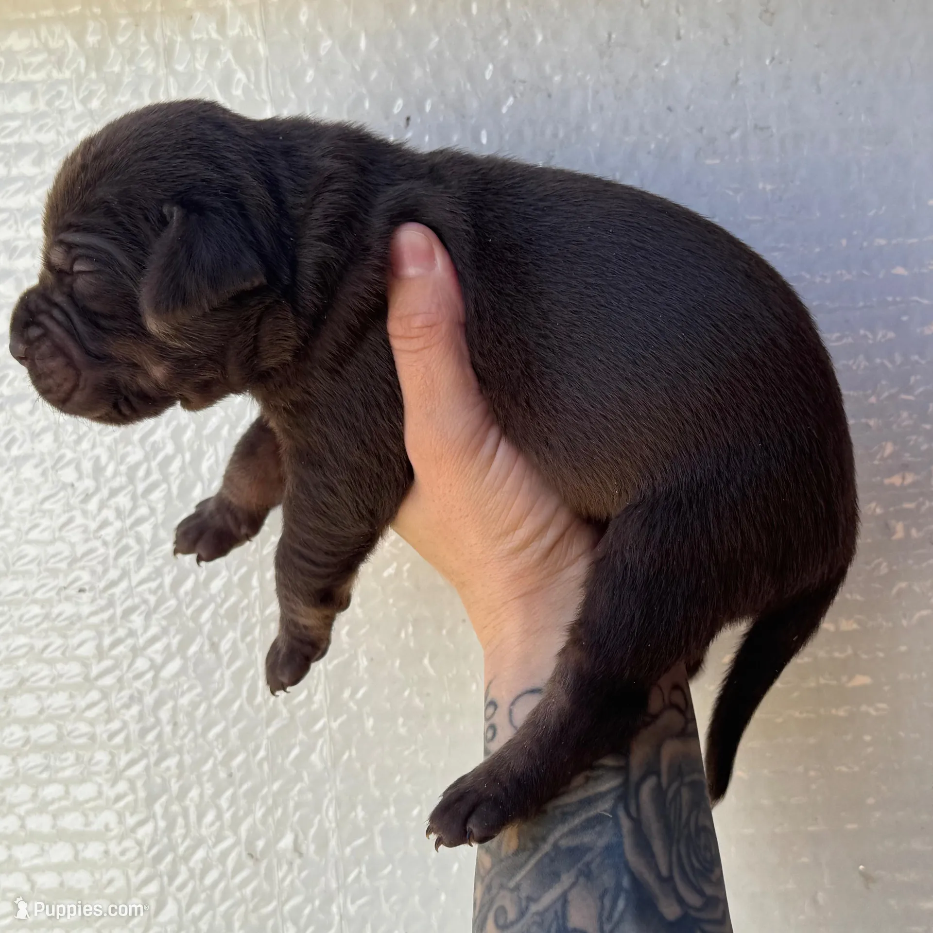 Solid Red Male , a male Catahoula Leopard Dog for sale in Orangeburg, SC – Photo 7 of 9