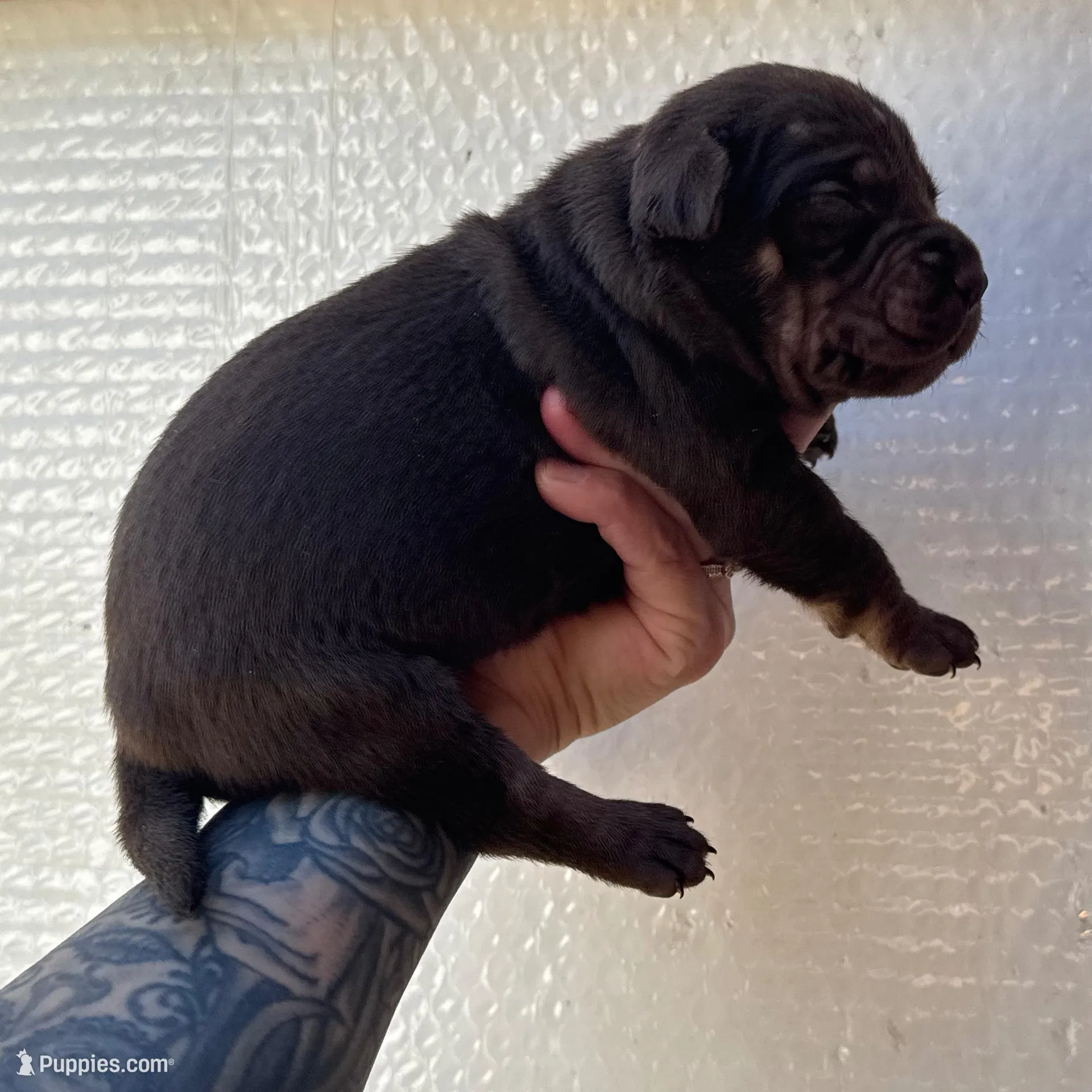 Solid Red Male , a male Catahoula Leopard Dog for sale in Orangeburg, SC – Photo 3 of 9