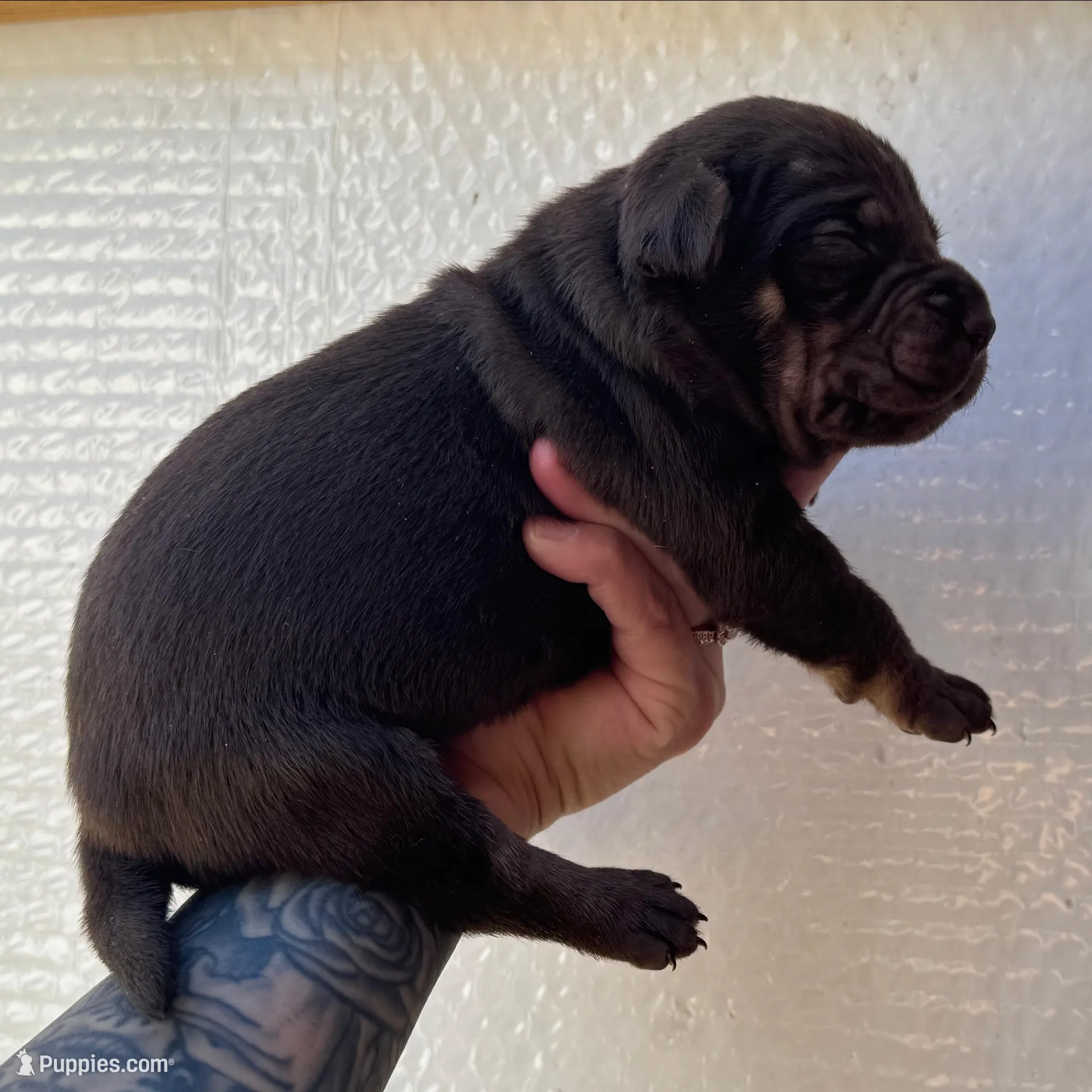 Solid Red Male , a male Catahoula Leopard Dog for sale in Orangeburg, SC – Photo 6 of 9