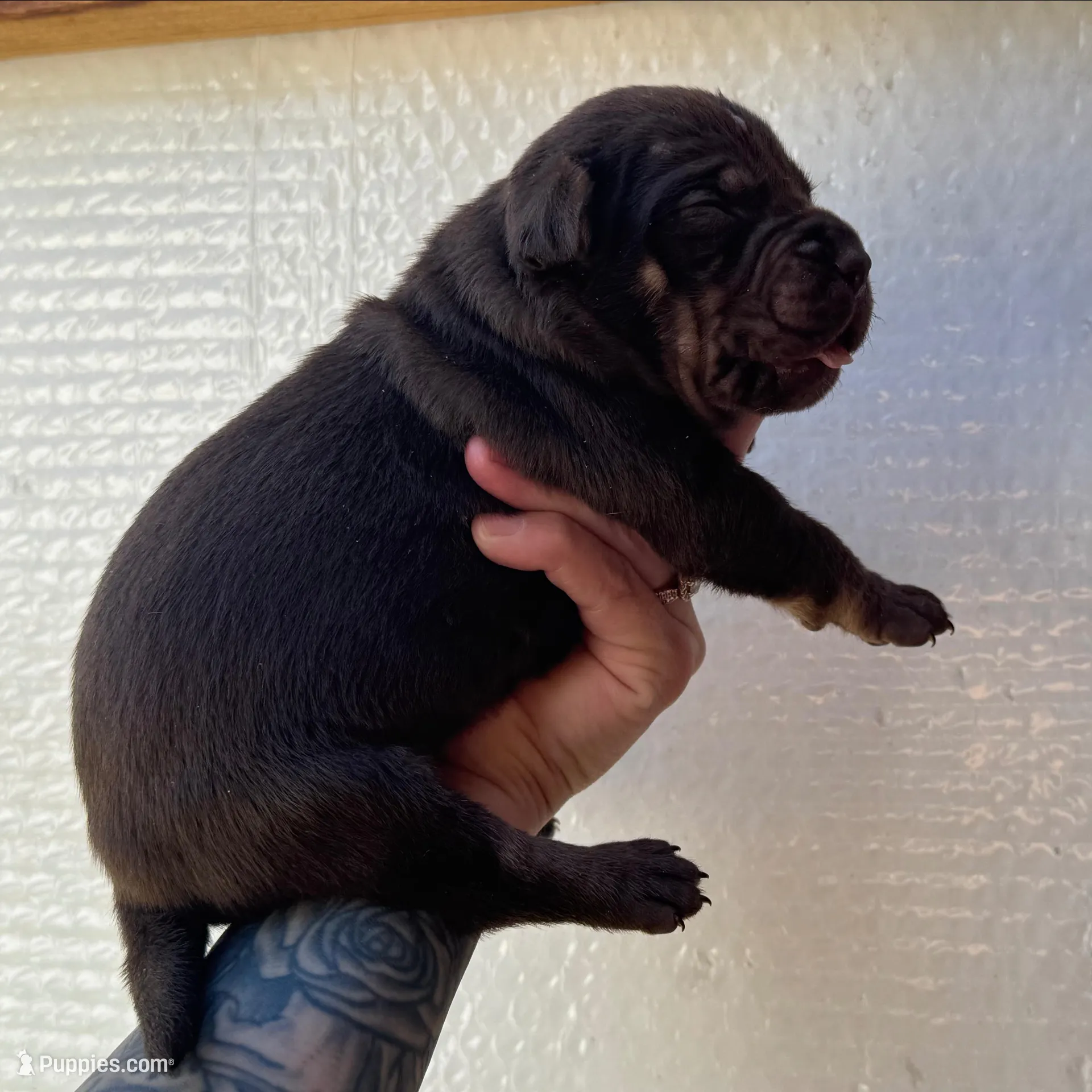 Solid Red Male , a male Catahoula Leopard Dog for sale in Orangeburg, SC – Photo 5 of 9