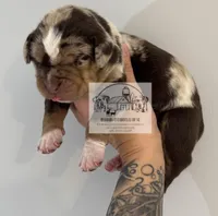 Orange Collar Male, a male Catahoula Leopard Dog for sale in Orangeburg, SC – Photo 7 of 9