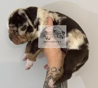 Orange Collar Male, a male Catahoula Leopard Dog for sale in Orangeburg, SC – Photo 9 of 9