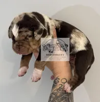 Orange Collar Male, a male Catahoula Leopard Dog for sale in Orangeburg, SC – Photo 3 of 9