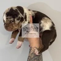 Orange Collar Male, a male Catahoula Leopard Dog for sale in Orangeburg, SC – Photo 8 of 9