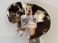 Orange Collar Male, a male Catahoula Leopard Dog for sale in Orangeburg, SC – Photo 4 of 9