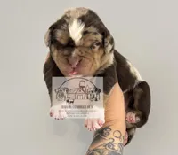 Orange Collar Male, a male Catahoula Leopard Dog for sale in Orangeburg, SC – Photo 5 of 9