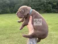Blue Collar Male , a male Catahoula Leopard Dog for sale in Orangeburg, SC – 10 of 10