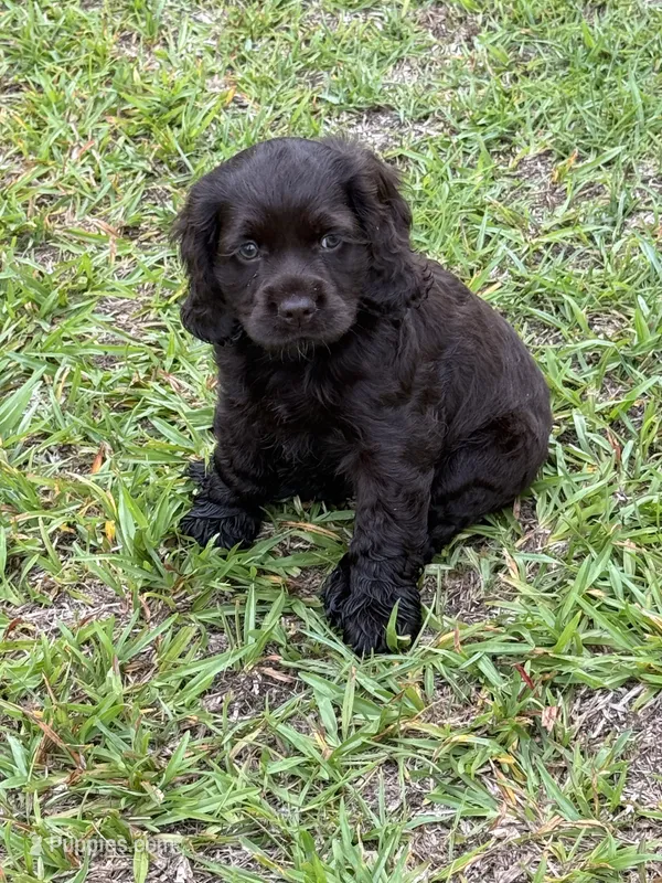 Boy, a male Cocker Spaniel for sale in Orangeburg, SC – 1 of 2