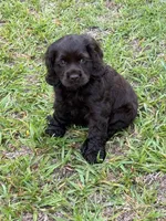Boy, a male Cocker Spaniel for sale in Orangeburg, SC – 1 of 2