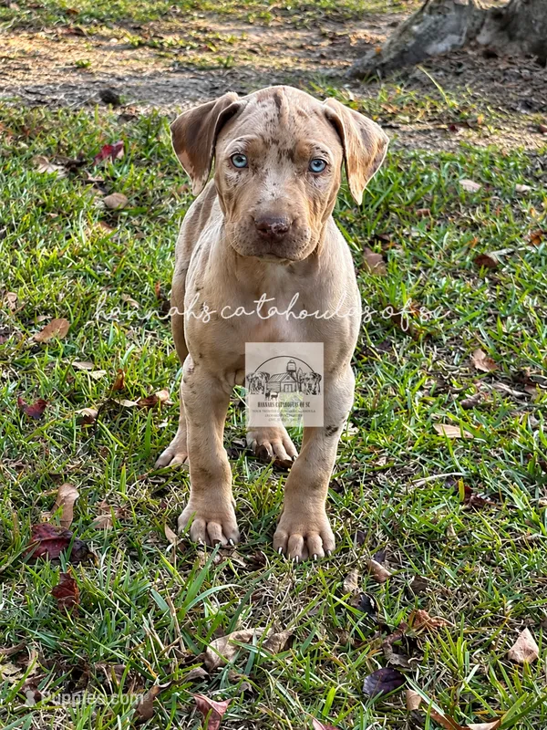 Red Collar Male  – Catahoula Leopard Dog puppy for sale in Orangeburg, SC