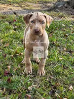 Red Collar Male , a male Catahoula Leopard Dog for sale in Orangeburg, SC – 1 of 6