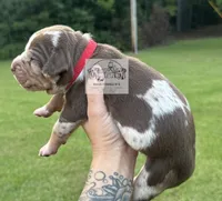 Red Collar Male, a male Catahoula Leopard Dog for sale in Orangeburg, SC – 7 of 10