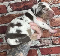 Black Collar Male, a male Catahoula Leopard Dog for sale in Orangeburg, SC – Photo 5 of 5