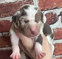 Black Collar Male, a male Catahoula Leopard Dog for sale in Orangeburg, SC – Photo 1 of 5