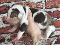 Black Collar Male, a male Catahoula Leopard Dog for sale in Orangeburg, SC – Photo 4 of 5