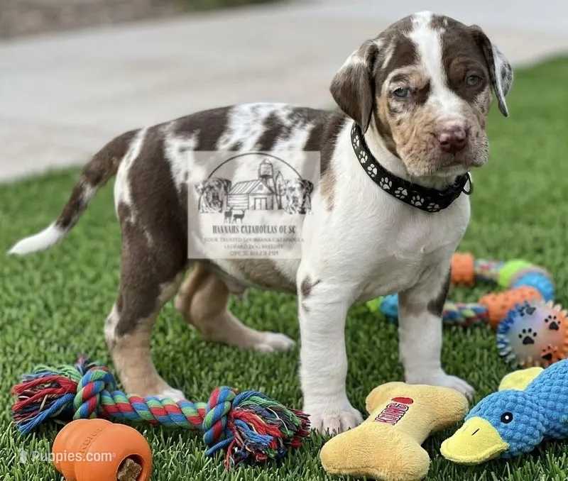 Black Collar Male – Catahoula Leopard Dog puppy for sale in Orangeburg, SC
