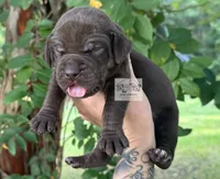 Lavender Collar Female, a female Catahoula Leopard Dog for sale in Orangeburg, SC – 2 of 9