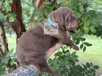 Blue Collar Male , a male Catahoula Leopard Dog for sale in Orangeburg, SC – 6 of 10