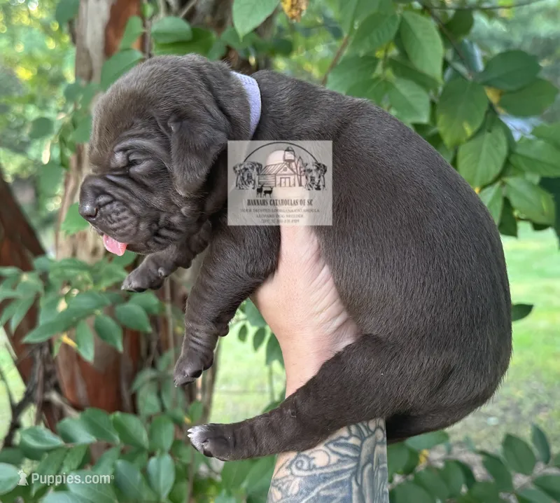 Lavender Collar Female – Catahoula Leopard Dog puppy for sale in Orangeburg, SC