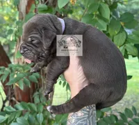 Lavender Collar Female, a female Catahoula Leopard Dog for sale in Orangeburg, SC – 1 of 9