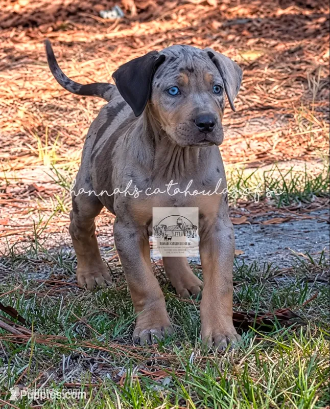 Blue Collar Male – Catahoula Leopard Dog puppy for sale in Orangeburg, SC