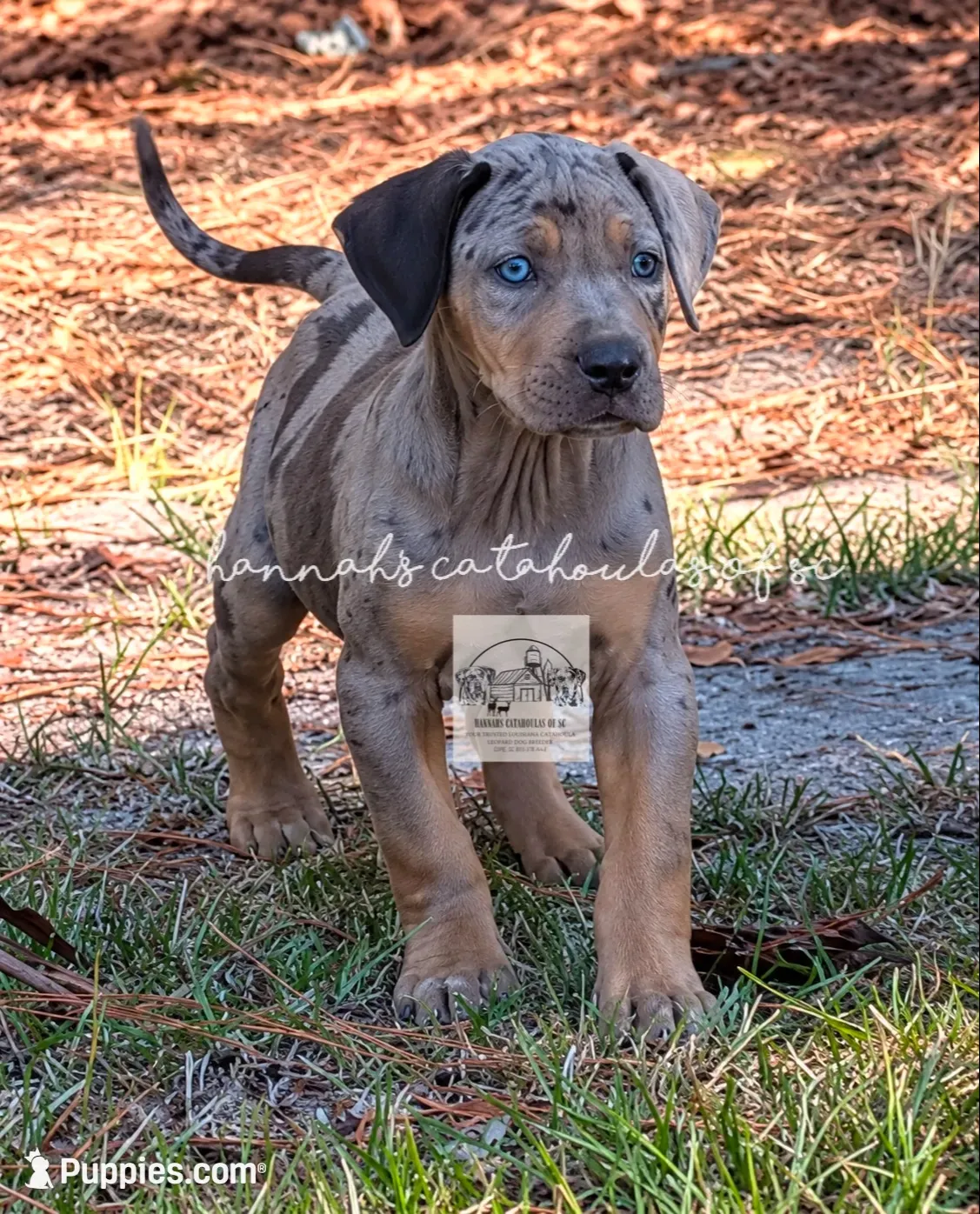 Blue Collar Male, a male Catahoula Leopard Dog for sale in Orangeburg, SC – 1 of 4