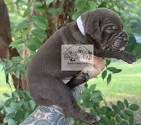 Lavender Collar Female, a female Catahoula Leopard Dog for sale in Orangeburg, SC – 6 of 9