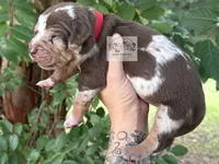 Red Collar Male, a male Catahoula Leopard Dog for sale in Orangeburg, SC – 2 of 10