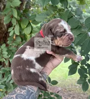 Red Collar Male, a male Catahoula Leopard Dog for sale in Orangeburg, SC – 10 of 10
