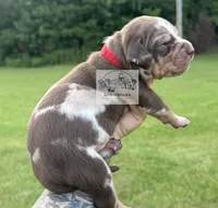 Red Collar Male, a male Catahoula Leopard Dog for sale in Orangeburg, SC – 6 of 10