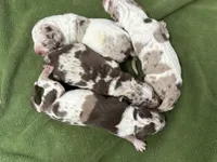 Male 2, a male Catahoula Leopard Dog for sale in Orangeburg, SC – Photo 4 of 4