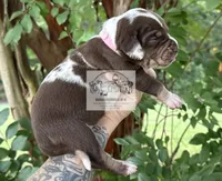 Pink Collar Female, a female Catahoula Leopard Dog for sale in Orangeburg, SC – 3 of 8