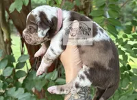 Pink Collar Female, a female Catahoula Leopard Dog for sale in Orangeburg, SC – 4 of 8