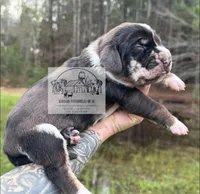 Red Collar Male , a male Catahoula Leopard Dog for sale in Orangeburg, SC – Photo 3 of 5