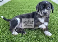 Red Collar Male , a male Catahoula Leopard Dog for sale in Orangeburg, SC – Photo 5 of 6