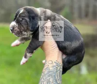 Red Collar Male , a male Catahoula Leopard Dog for sale in Orangeburg, SC – Photo 2 of 5