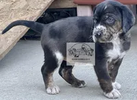 Red Collar Male , a male Catahoula Leopard Dog for sale in Orangeburg, SC – Photo 4 of 6