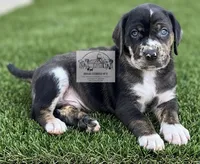 Red Collar Male , a male Catahoula Leopard Dog for sale in Orangeburg, SC – Photo 6 of 6