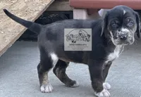 Red Collar Male , a male Catahoula Leopard Dog for sale in Orangeburg, SC – Photo 3 of 6