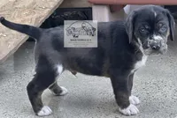 Red Collar Male , a male Catahoula Leopard Dog for sale in Orangeburg, SC – Photo 2 of 6