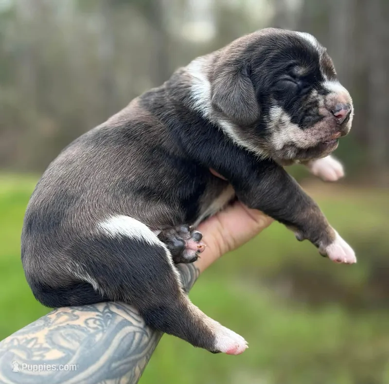 Red Collar Male  – Catahoula Leopard Dog puppy for sale in Orangeburg, SC