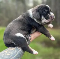 Red Collar Male , a male Catahoula Leopard Dog for sale in Orangeburg, SC – Photo 1 of 5