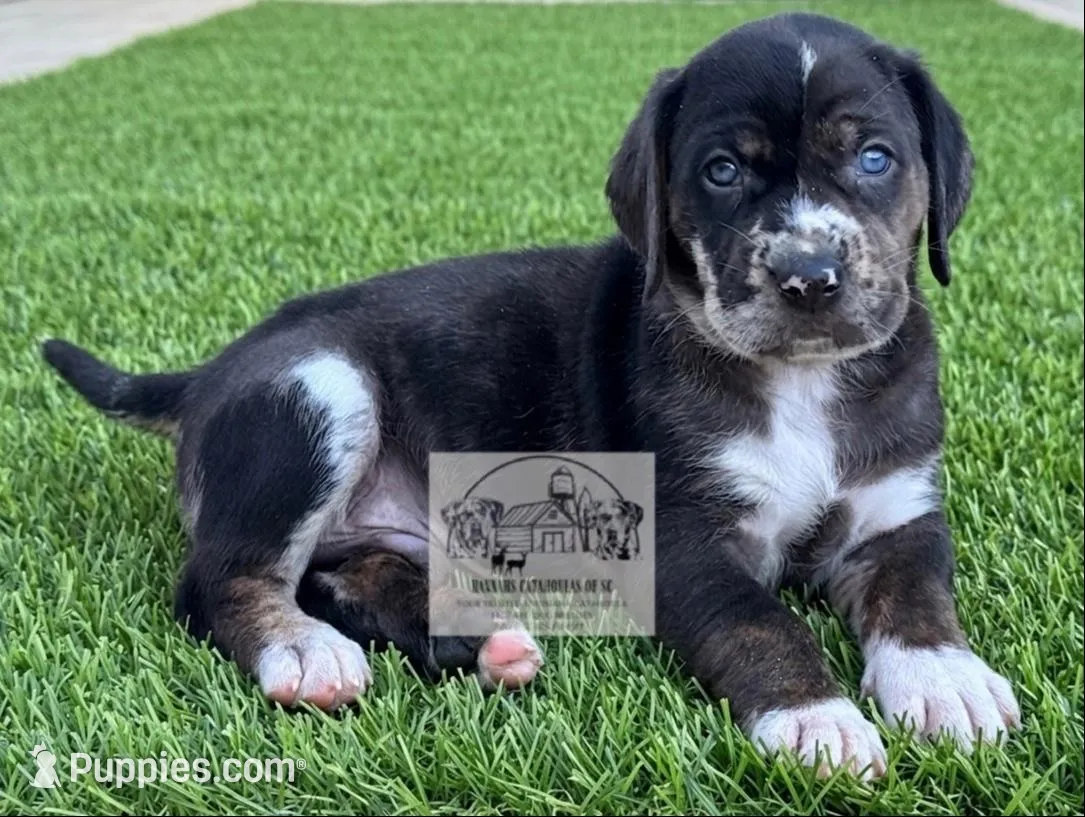 Red Collar Male  – Catahoula Leopard Dog puppy for sale in Orangeburg, SC