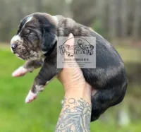 Red Collar Male , a male Catahoula Leopard Dog for sale in Orangeburg, SC – Photo 5 of 5