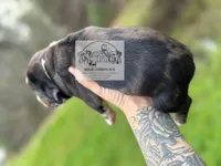 Red Collar Male , a male Catahoula Leopard Dog for sale in Orangeburg, SC – Photo 4 of 5