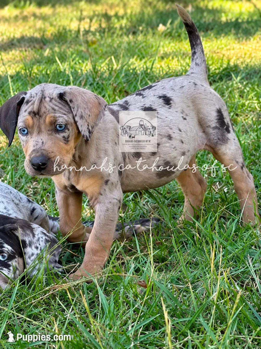 Blue Collar Male, a male Catahoula Leopard Dog for sale in Orangeburg, SC – 3 of 4