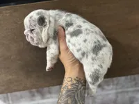 Female, a female French Bulldog for sale in Orangeburg, SC – Photo 6 of 8