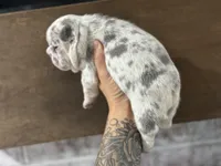 Female, a female French Bulldog for sale in Orangeburg, SC – Photo 3 of 8