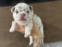 Female, a female French Bulldog for sale in Orangeburg, SC – Photo 2 of 8