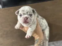 Female, a female French Bulldog for sale in Orangeburg, SC – Photo 8 of 8